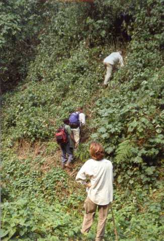The impenetrable forest at Bwindi