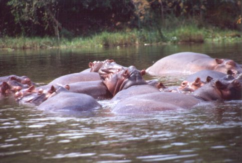 Hippos on the Nile.