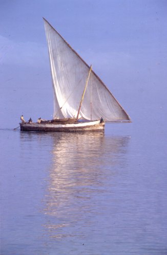 Dhows
