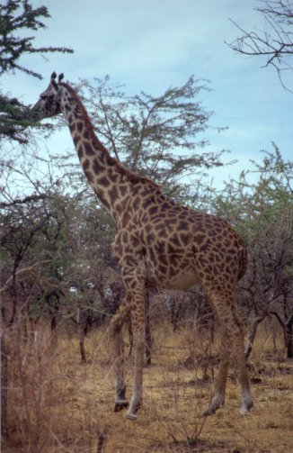 The long and the tall of it all.