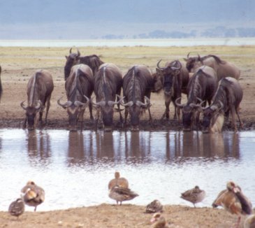 Blue Wildebeest