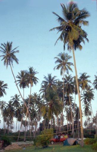Palm trees on the Indian Ocean