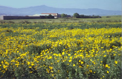 Green and yellow in the North of Tunisia.