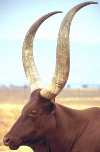 Beware  -big horned cows ahead.