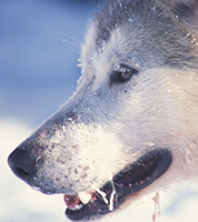 Thumbnail Image 1
